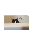 メインクーンのロン君（個別スタンプ：13）