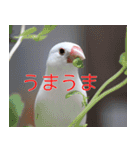 Hinanonの文鳥ステッカー（個別スタンプ：1）