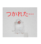 Hinanonの文鳥ステッカー（個別スタンプ：2）
