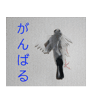 Hinanonの文鳥ステッカー（個別スタンプ：3）