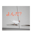 Hinanonの文鳥ステッカー（個別スタンプ：4）