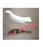 Hinanonの文鳥ステッカー（個別スタンプ：5）