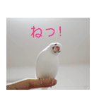 Hinanonの文鳥ステッカー（個別スタンプ：6）