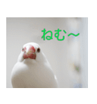 Hinanonの文鳥ステッカー（個別スタンプ：7）
