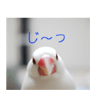 Hinanonの文鳥ステッカー（個別スタンプ：8）