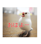 Hinanonの文鳥ステッカー（個別スタンプ：9）