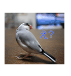Hinanonの文鳥ステッカー（個別スタンプ：10）
