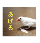 Hinanonの文鳥ステッカー（個別スタンプ：11）