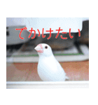 Hinanonの文鳥ステッカー（個別スタンプ：12）