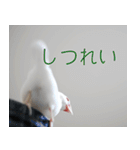 Hinanonの文鳥ステッカー（個別スタンプ：13）