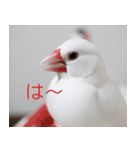 Hinanonの文鳥ステッカー（個別スタンプ：15）