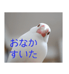 Hinanonの文鳥ステッカー（個別スタンプ：16）