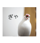 Hinanonの文鳥ステッカー（個別スタンプ：17）