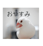 Hinanonの文鳥ステッカー（個別スタンプ：18）