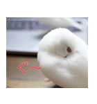 Hinanonの文鳥ステッカー（個別スタンプ：19）