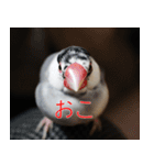 Hinanonの文鳥ステッカー（個別スタンプ：20）