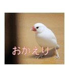 Hinanonの文鳥ステッカー（個別スタンプ：21）