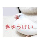 Hinanonの文鳥ステッカー（個別スタンプ：22）