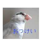 Hinanonの文鳥ステッカー（個別スタンプ：23）