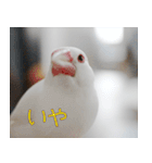 Hinanonの文鳥ステッカー（個別スタンプ：24）