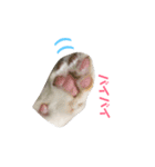 おじいちゃん猫スタンプ（個別スタンプ：1）