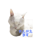 おじいちゃん猫スタンプ（個別スタンプ：2）