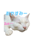 おじいちゃん猫スタンプ（個別スタンプ：3）