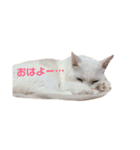 おじいちゃん猫スタンプ（個別スタンプ：4）