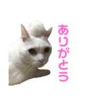 おじいちゃん猫スタンプ（個別スタンプ：5）