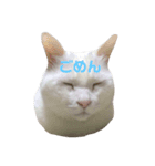 おじいちゃん猫スタンプ（個別スタンプ：6）