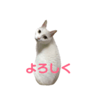 おじいちゃん猫スタンプ（個別スタンプ：7）
