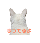 おじいちゃん猫スタンプ（個別スタンプ：11）