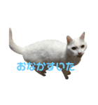 おじいちゃん猫スタンプ（個別スタンプ：12）