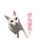 おじいちゃん猫スタンプ（個別スタンプ：13）