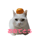 おじいちゃん猫スタンプ（個別スタンプ：15）