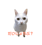 おじいちゃん猫スタンプ（個別スタンプ：16）