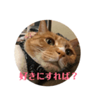 お気楽ネコのふうた（個別スタンプ：3）