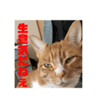 お気楽ネコのふうた（個別スタンプ：4）