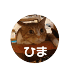 お気楽ネコのふうた（個別スタンプ：5）