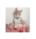 お気楽ネコのふうた（個別スタンプ：6）
