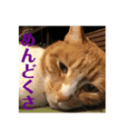 お気楽ネコのふうた（個別スタンプ：8）