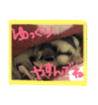 ふくろももんが びび（個別スタンプ：4）