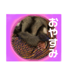 ふくろももんが びび（個別スタンプ：5）