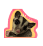 ふくろももんが びび（個別スタンプ：6）
