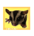 ふくろももんが びび（個別スタンプ：8）