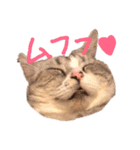 リーとトラオ（個別スタンプ：2）