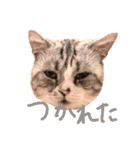 リーとトラオ（個別スタンプ：3）