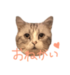 リーとトラオ（個別スタンプ：4）