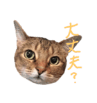 リーとトラオ（個別スタンプ：6）