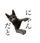megumalさんちの犬猫（個別スタンプ：1）